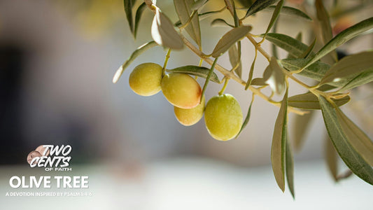 Olive Tree | A Devotion Inspired by Psalm 1:4-6